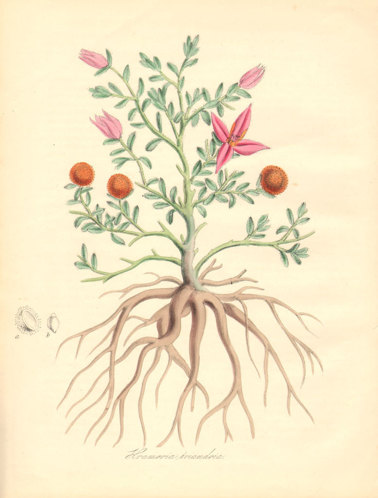 PLANTAE UTILIORES. Peruvian Krameria (Rhatany) (Krameria trindra). BURNETT 1842